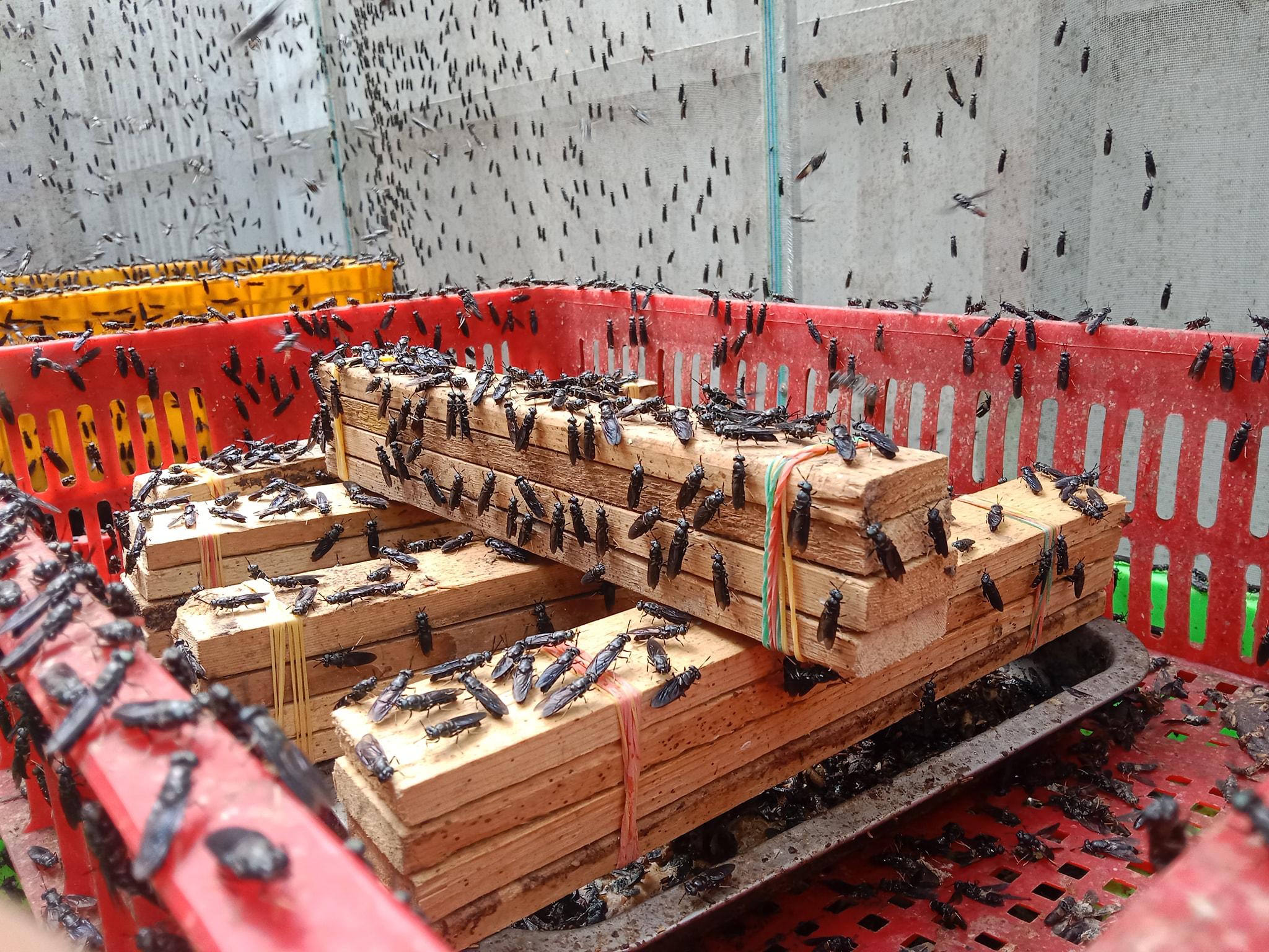 អូស្ត្រាលីគាំទ្រដល់ដំណើររបស់កម្ពុជាឆ្ពោះទៅកាន់អនាគតនៃប្រព័ន្ធចំណីអាហារប្រកបដោយសុវត្ថិភាព និងនិរន្តរភាពប្រសើរជាងមុន