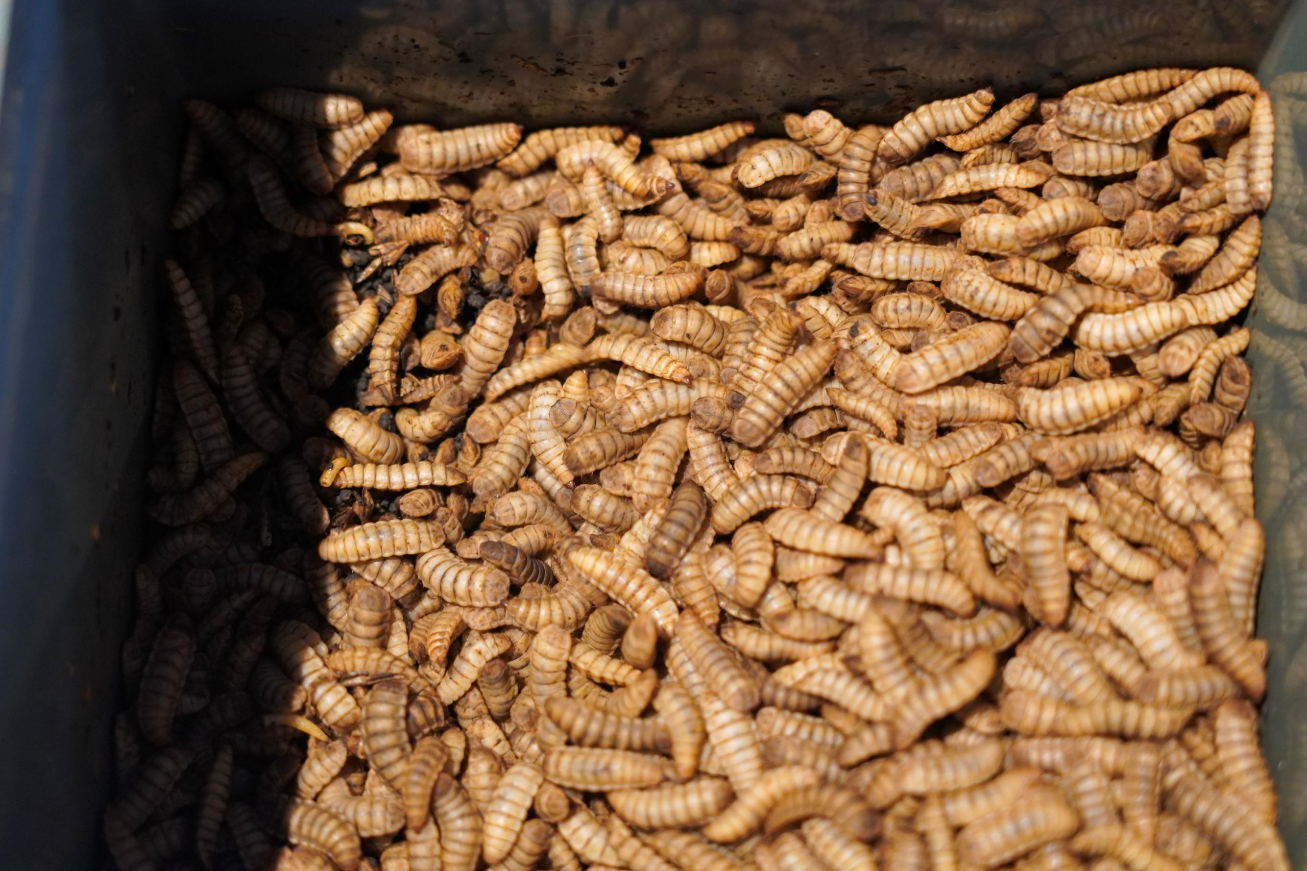 អូស្ត្រាលីគាំទ្រដល់ដំណើររបស់កម្ពុជាឆ្ពោះទៅកាន់អនាគតនៃប្រព័ន្ធចំណីអាហារប្រកបដោយសុវត្ថិភាព និងនិរន្តរភាពប្រសើរជាងមុន