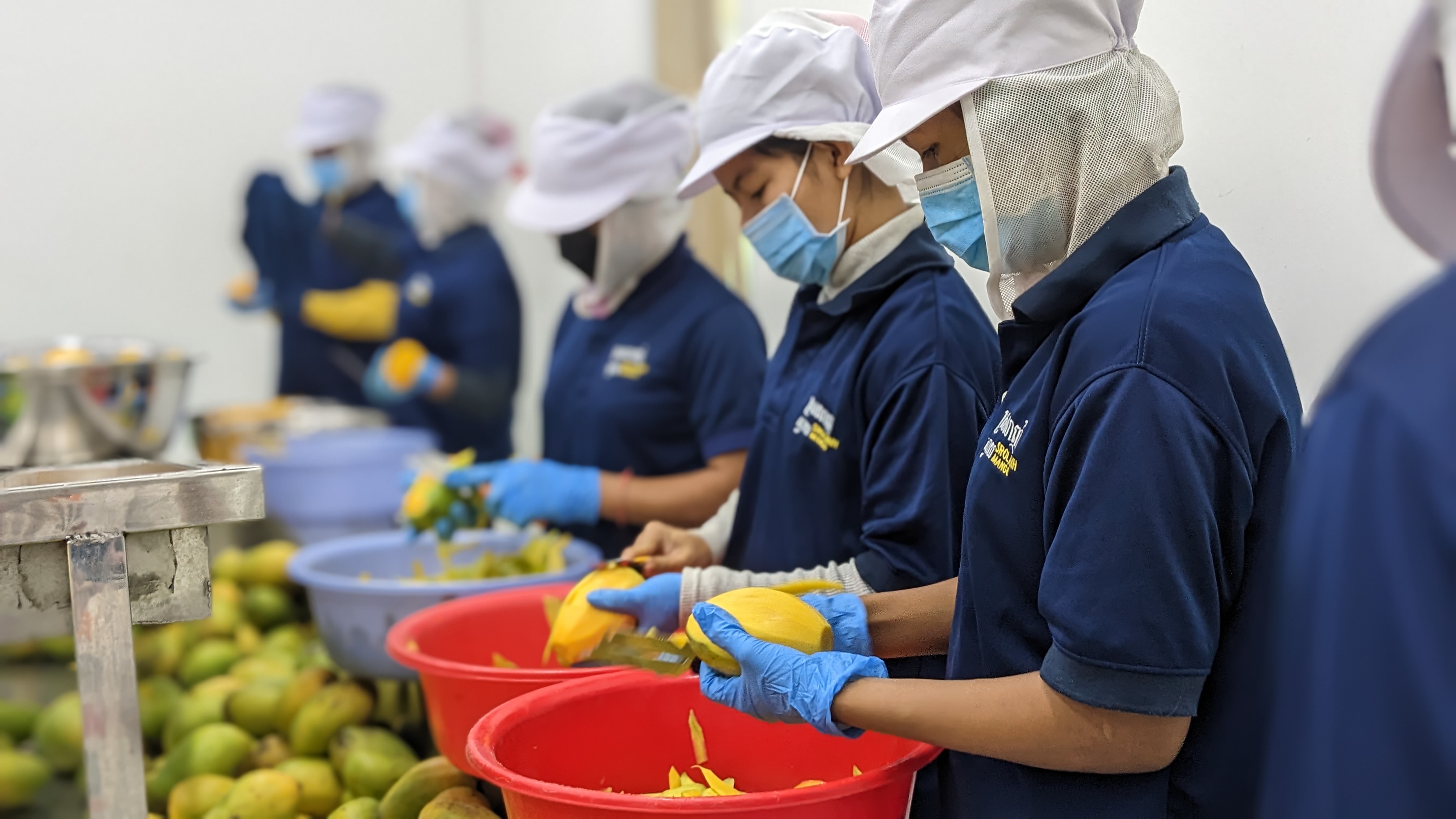 ការគាំទ្ររបស់អូស្ត្រាលីជួយឲ្យកសិធុរកិច្ចកម្ពុជាលេចធ្លោលើឆាកអន្តរជាតិ🌍🥭 