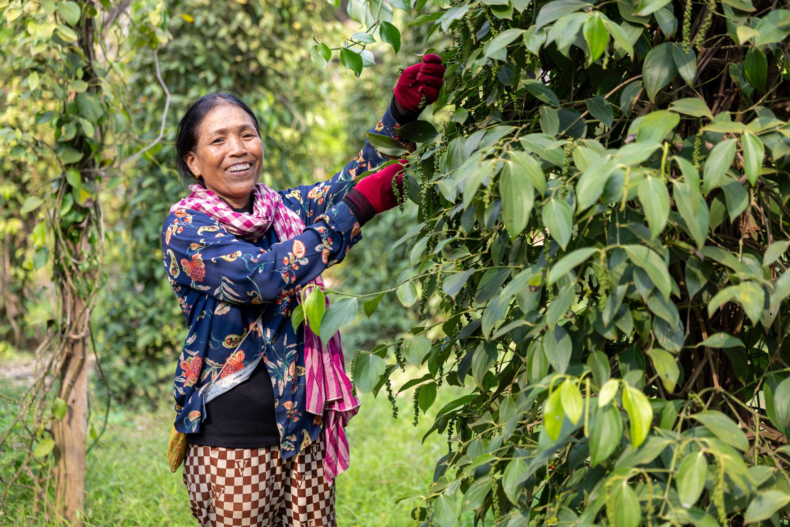 Australia is helping Tboung Khmum pepper farmers gain global recognition