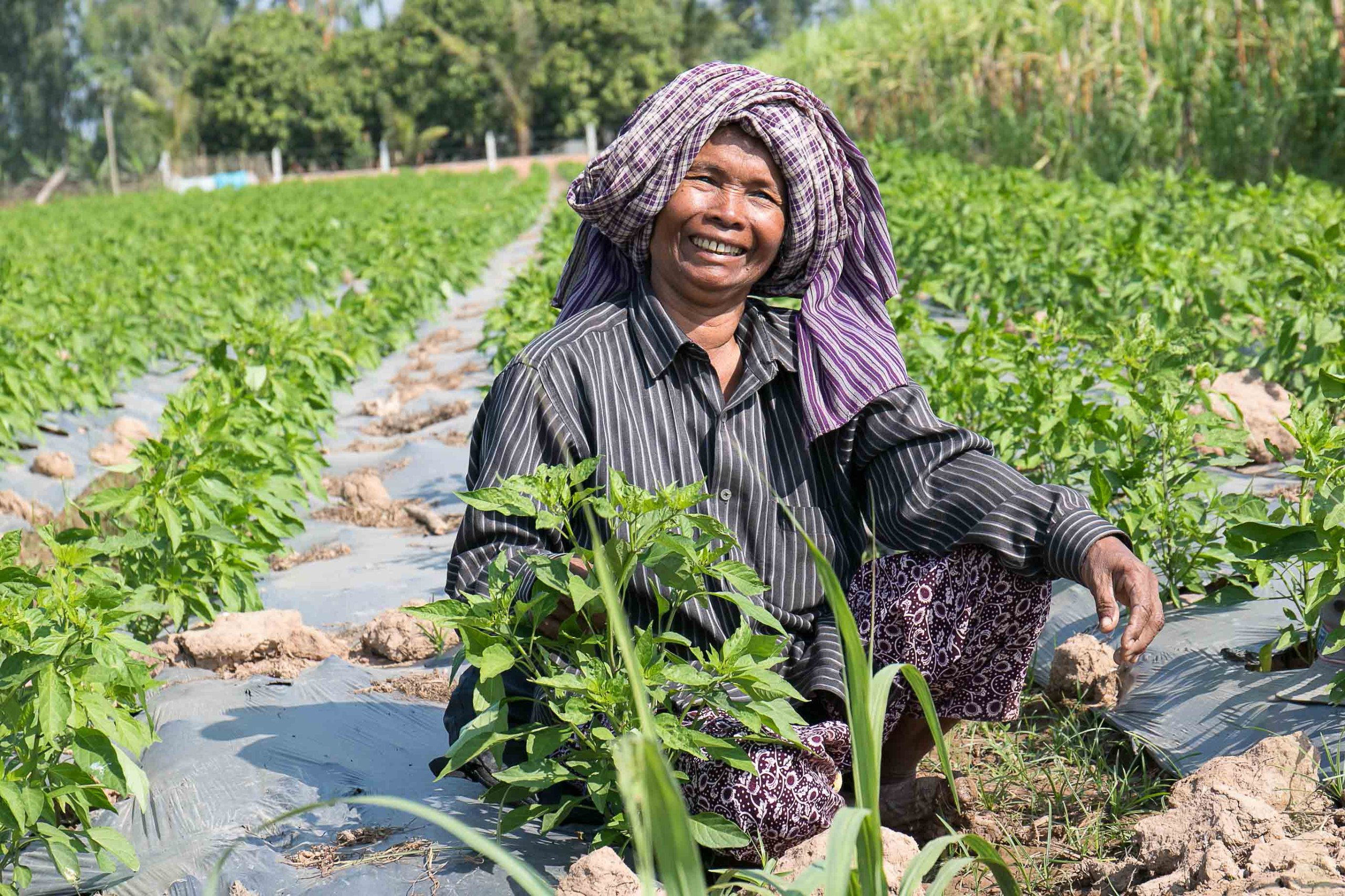 Australia supports Cambodian farmers amid rising fertiliser costs