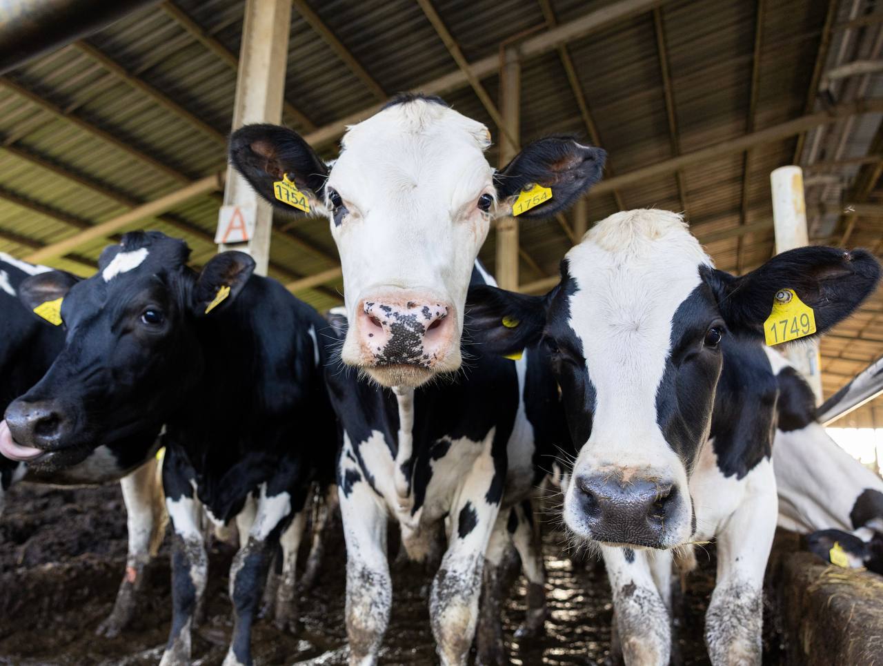 ការនាំចូលមេគោអូស្រ្តាលីបន្ថែមទៀត ជំរុញឧស្សាហកម្មទឹកដោះគោដែលកំពុងរីកចម្រើននៅកម្ពុជា 
