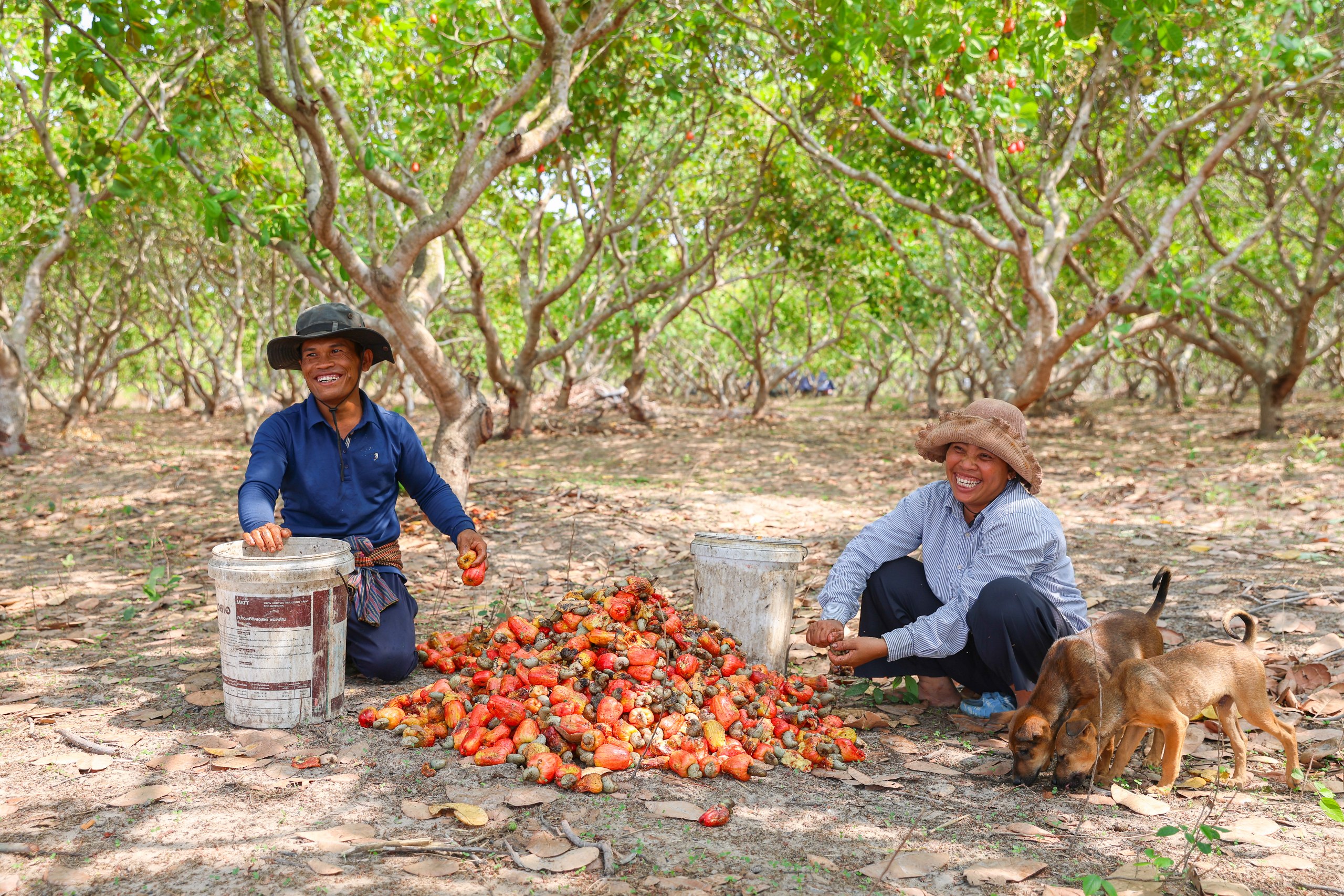 អូស្ត្រាលីជួយពង្រឹងសក្តានុពលនៃការកែច្នៃគ្រាប់ស្វាយចន្ទីនៅកម្ពុជា