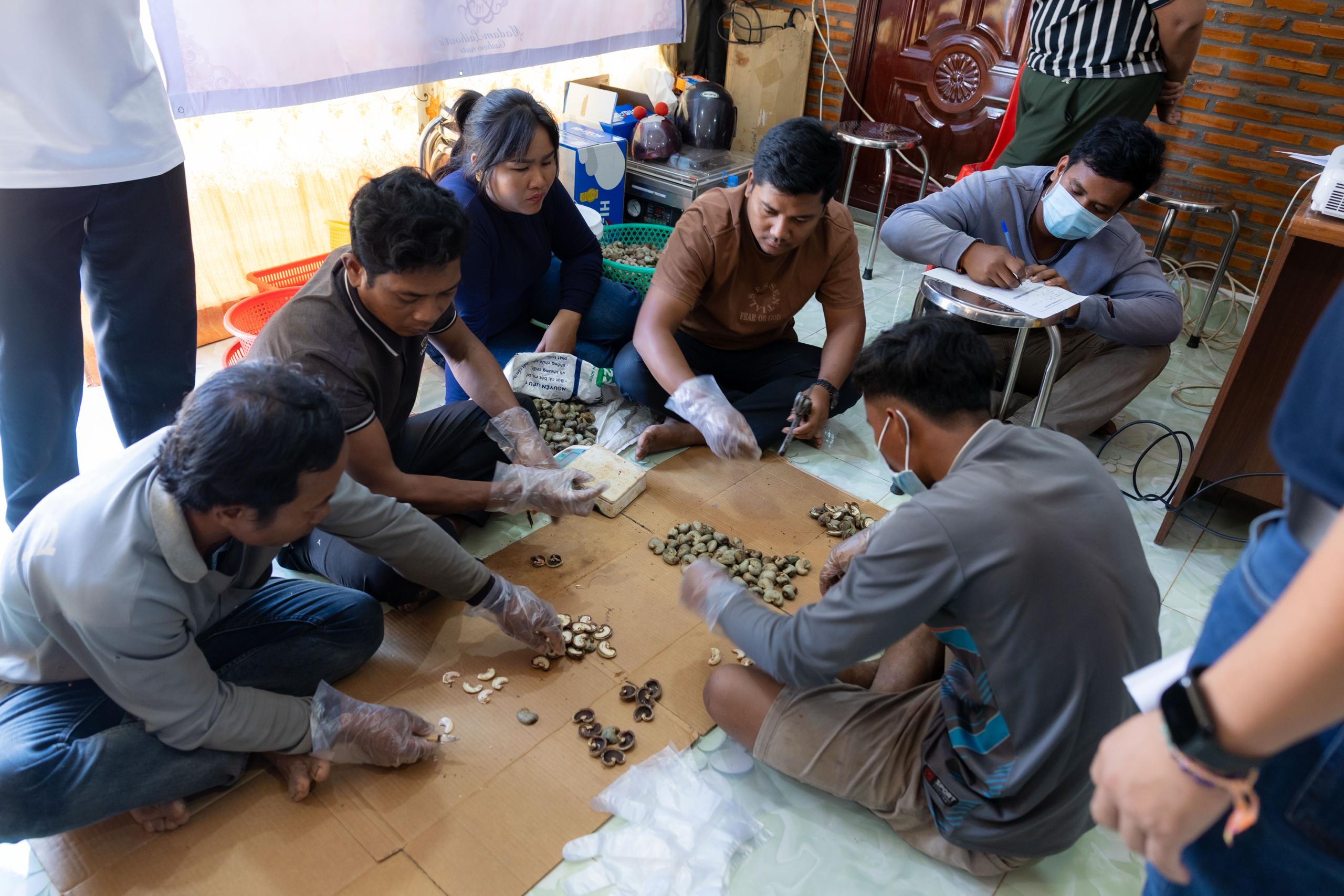 Australia boosts Cambodia’s cashew processing capacities