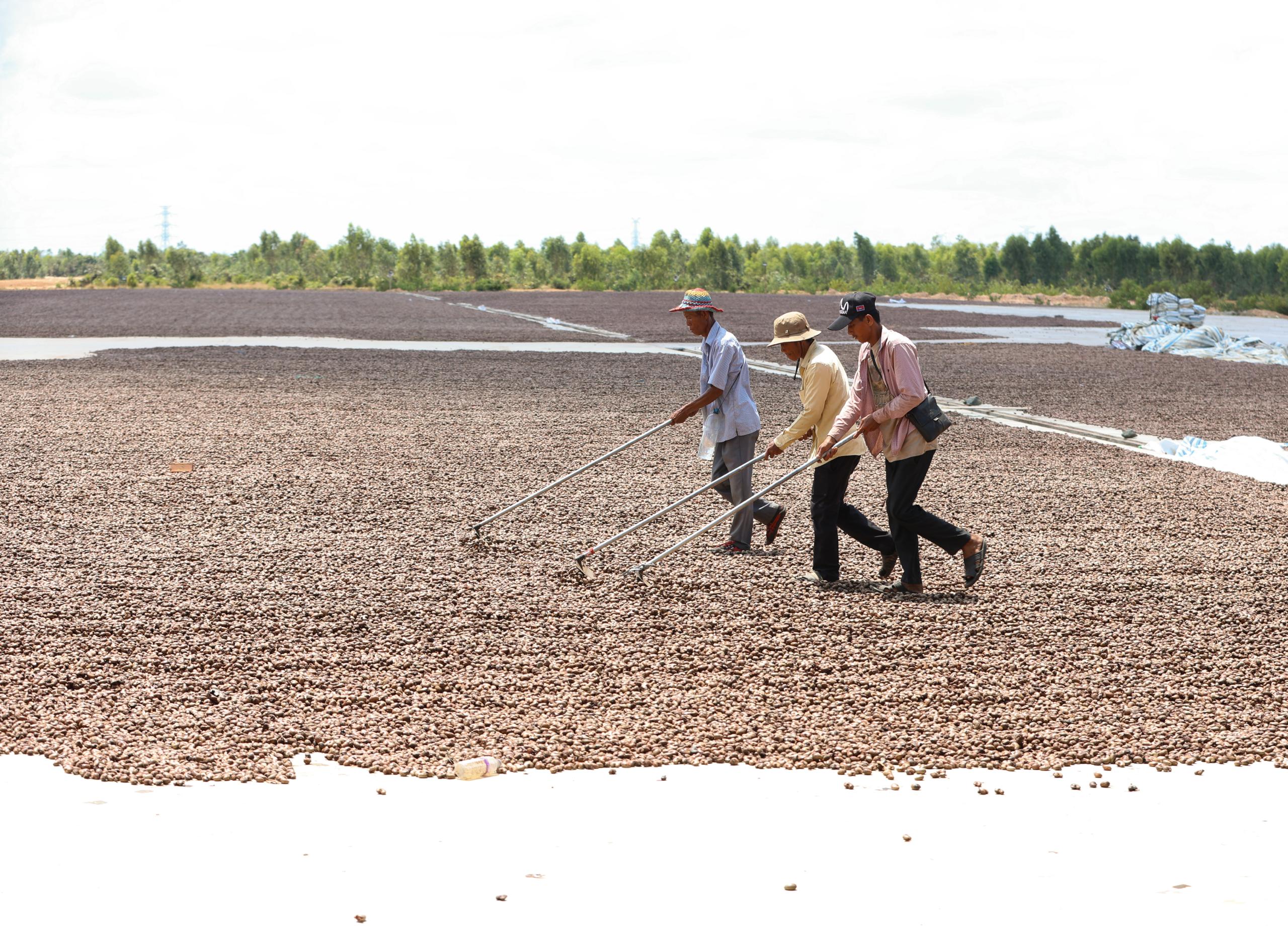 Australia boosts Cambodia’s cashew processing capacities