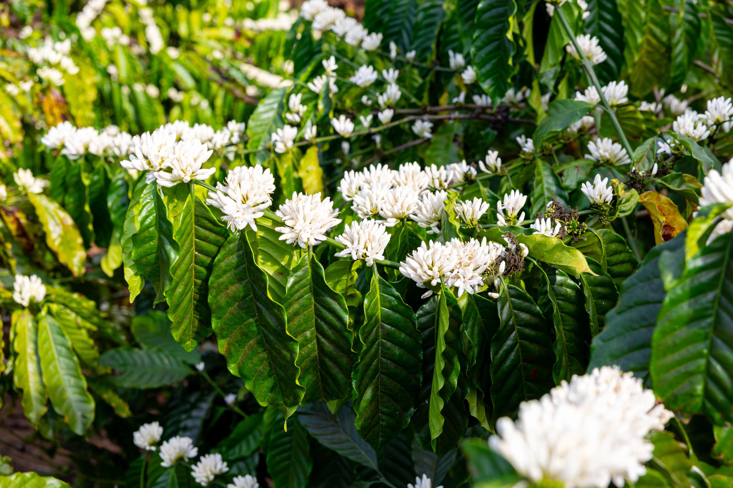 Australia’s support helps boost Cambodia’s coffee production