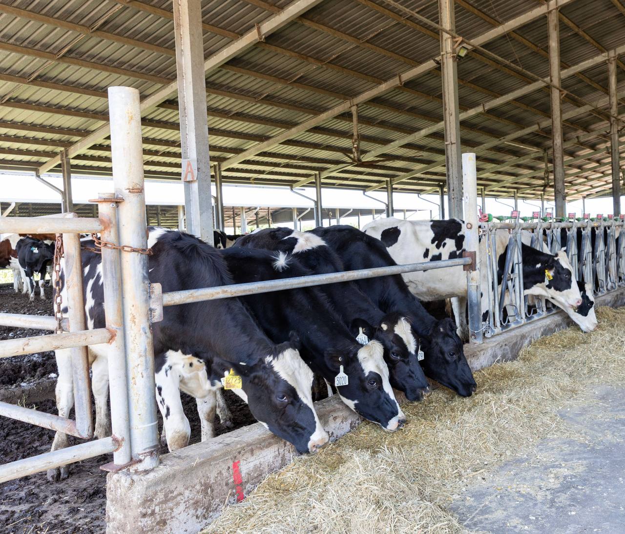 More Australian cows for Cambodia’s growing diary industry 