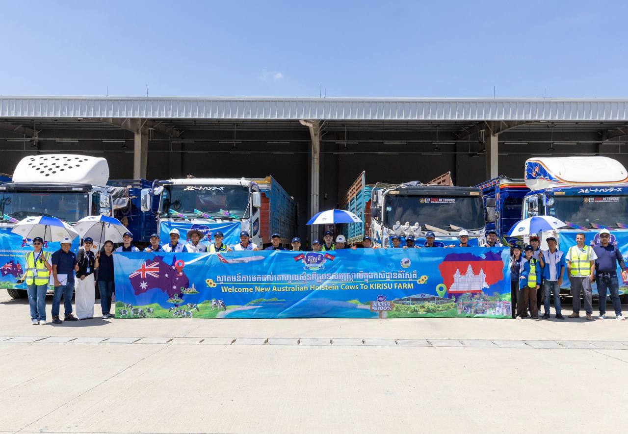 More Australian cows for Cambodia’s growing diary industry 